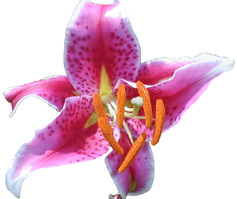 stargazer